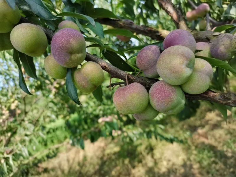 宜宾茵红李