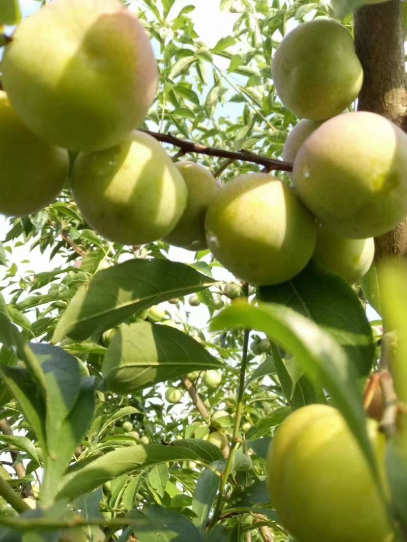 宜宾茵红李