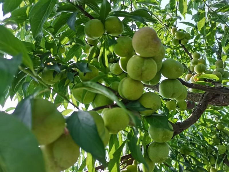 宜宾茵红李