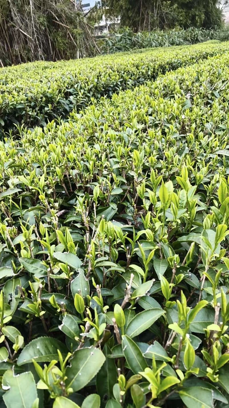 茶叶
