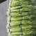 蒜薹蒜香十足货源充足