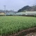 蒜薹蒜香十足货源充足