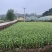 蒜薹蒜香十足货源充足
