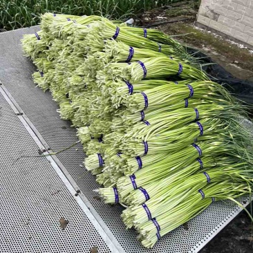 蒜薹蒜香十足货源充足
