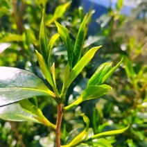 古树普洱茶
