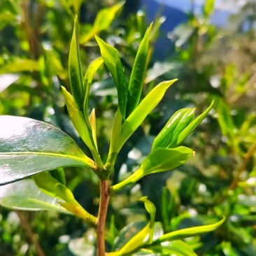 古树普洱茶