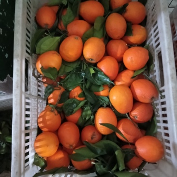 奉节脐橙
