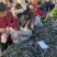 烘干海带边