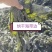 烘干海带边