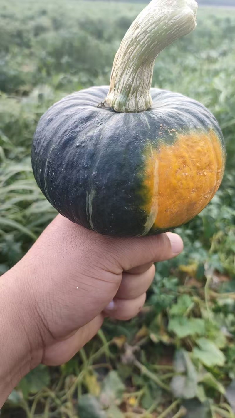 贝贝南瓜