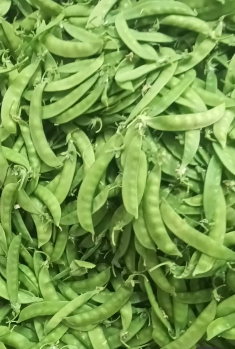基地直发新鲜，保质保量