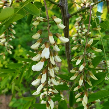 槐花