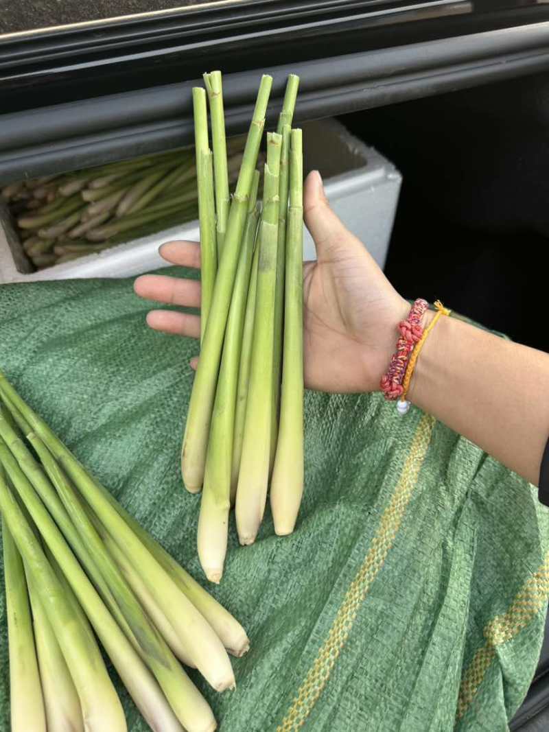 香茅草