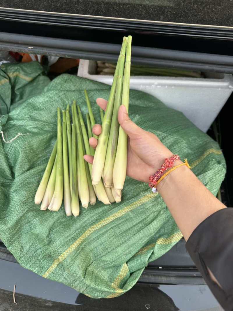 香茅草