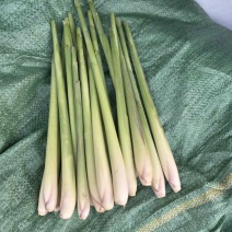 香茅草
