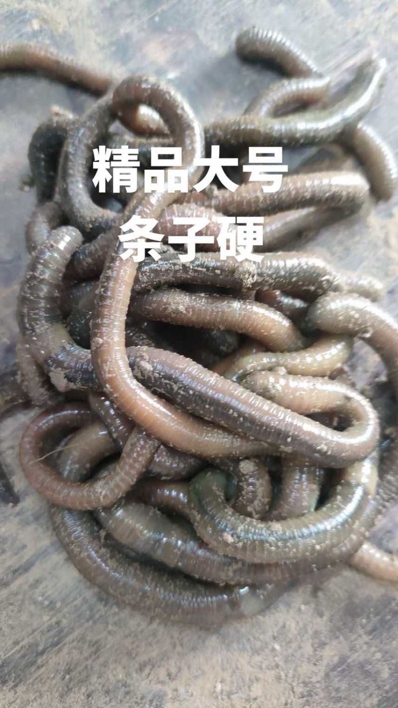 青蚯蚓
