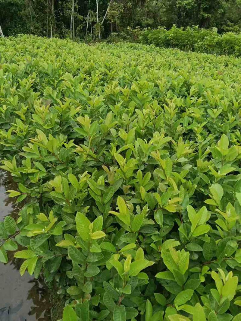 番石榴1-12分，大量低价出售