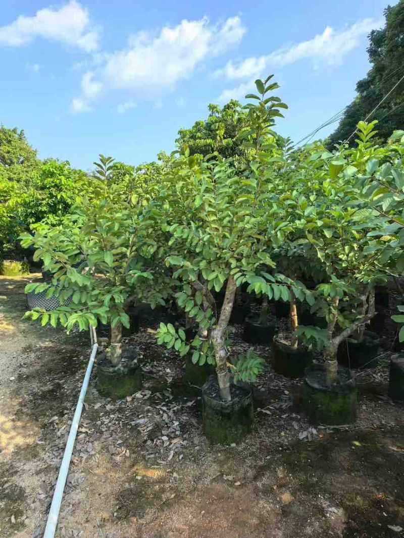 番石榴1-12分，大量低价出售