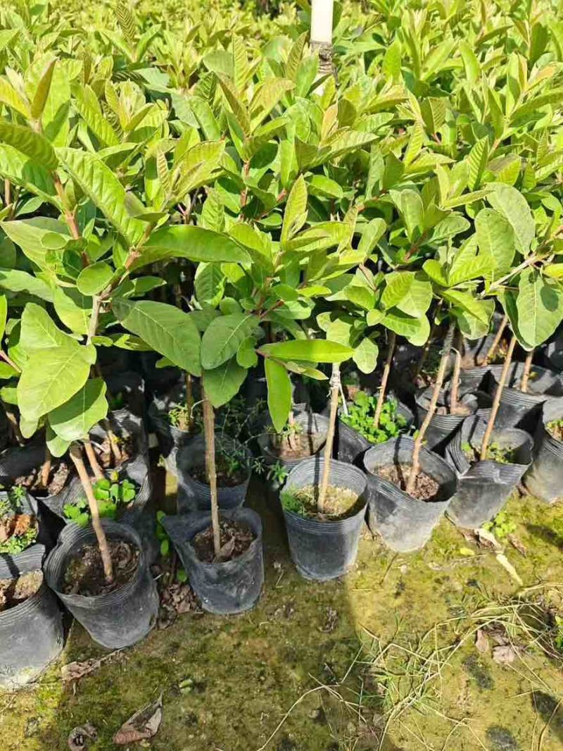 番石榴1-12分，大量低价出售