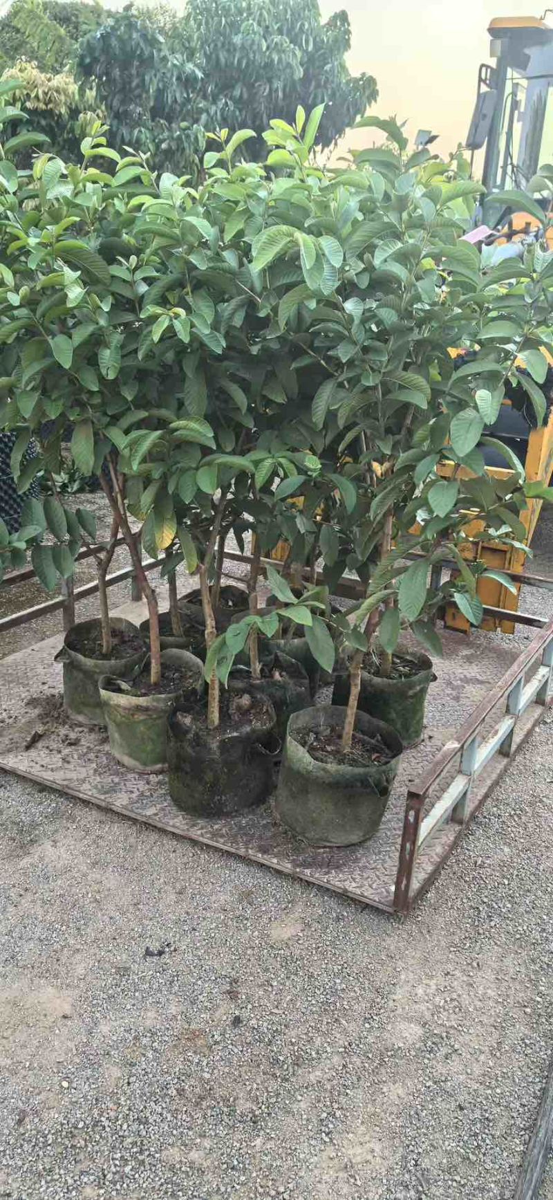 番石榴1-12分，大量低价出售