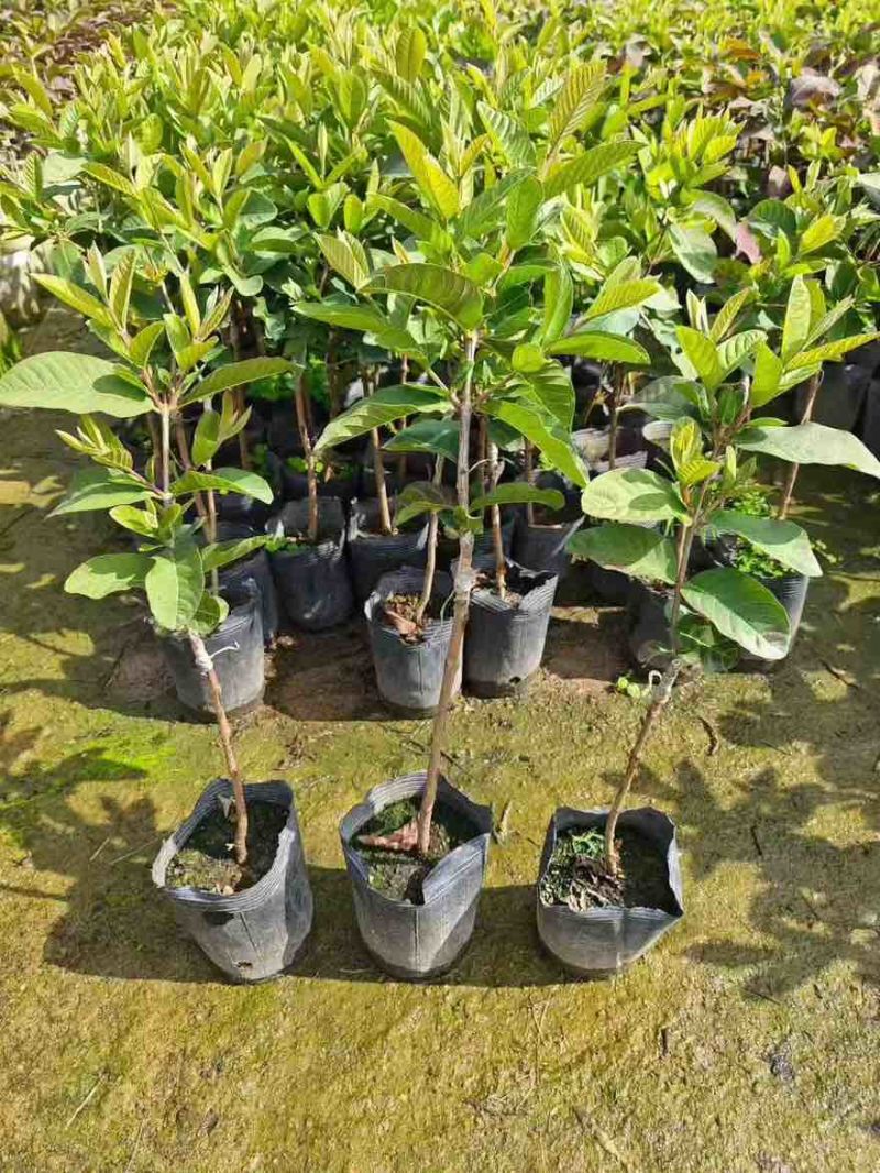 番石榴1-12分，大量低价出售