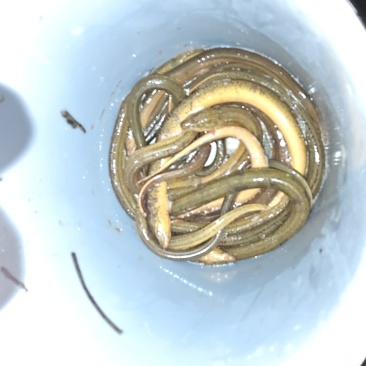 小龙虾黄鳝