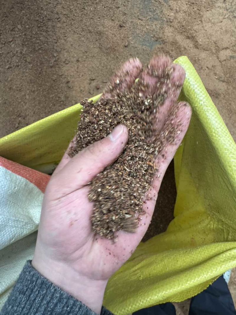 枣粉高糖份香甜可用养殖厂可用饲料厂