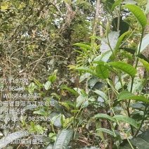 一类二类（明前茶）