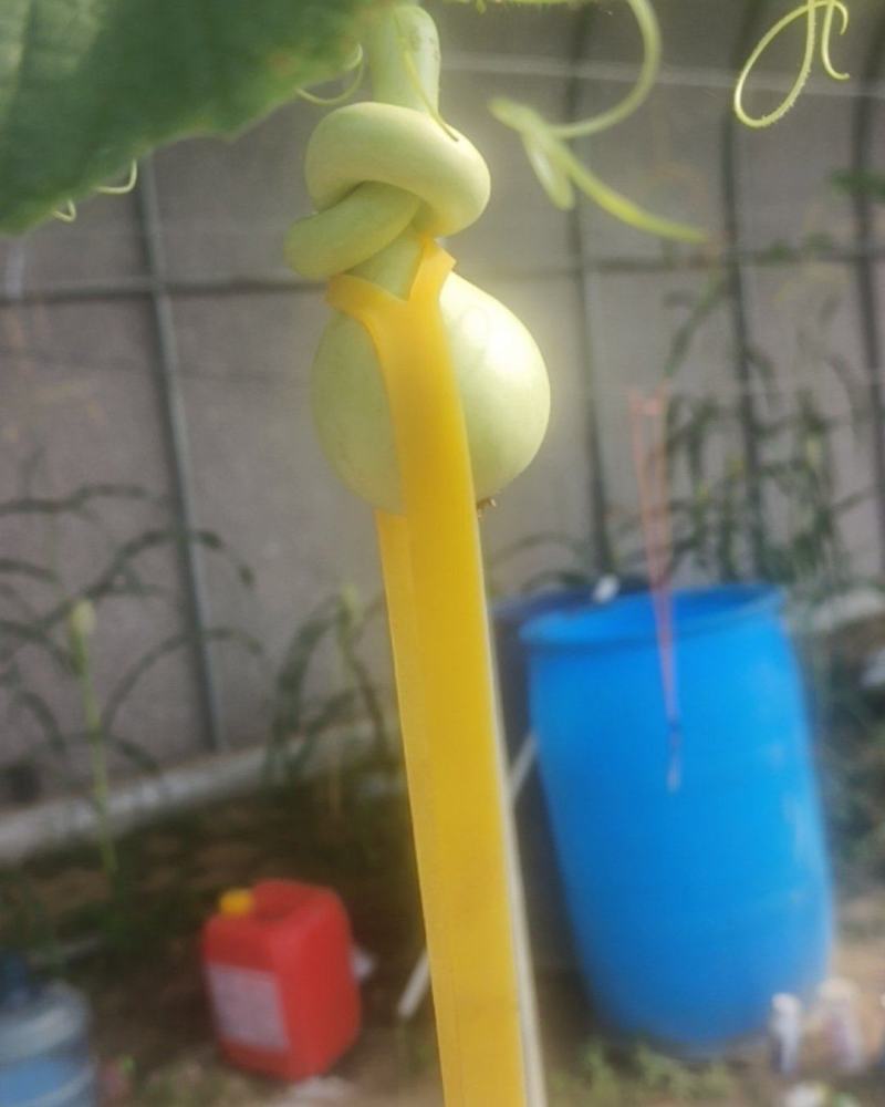 文玩葫芦***********