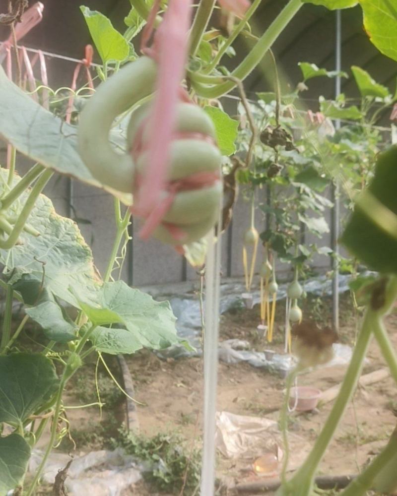 文玩葫芦***********