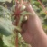 文玩葫芦***********
