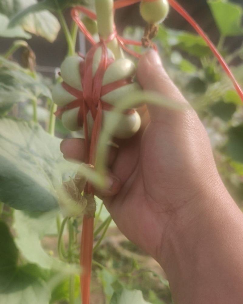 文玩葫芦***********