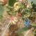 文玩葫芦***********
