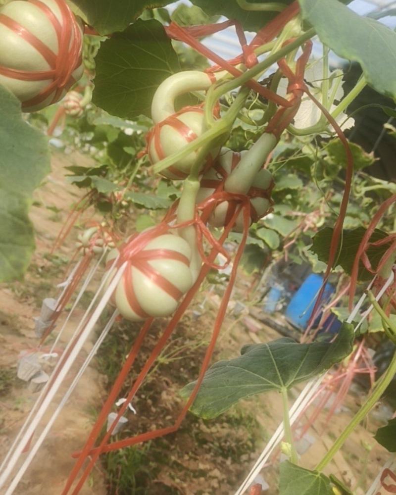 文玩葫芦***********