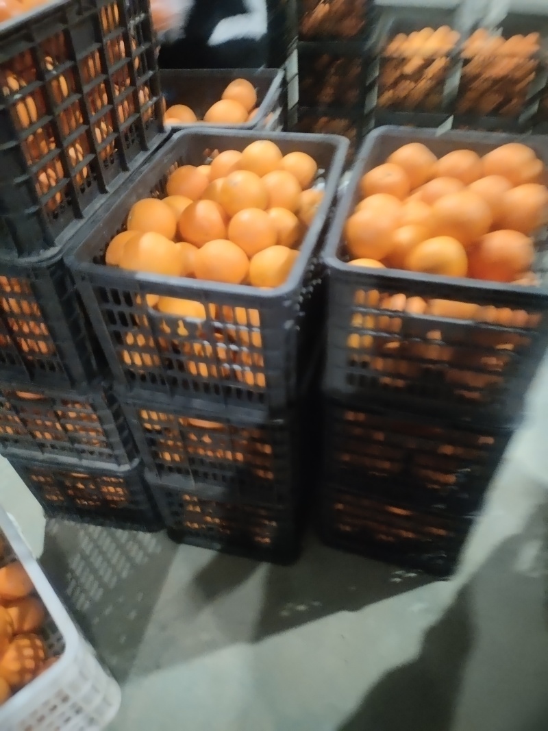 新宁县崀山脐橙