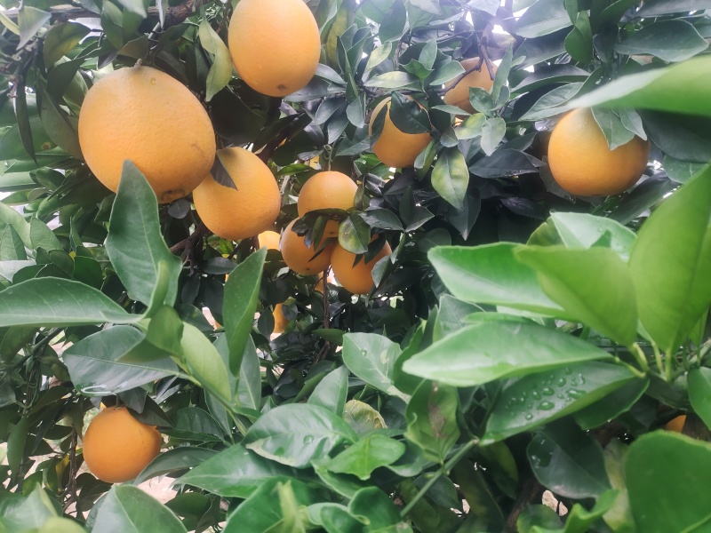 新宁县崀山脐橙