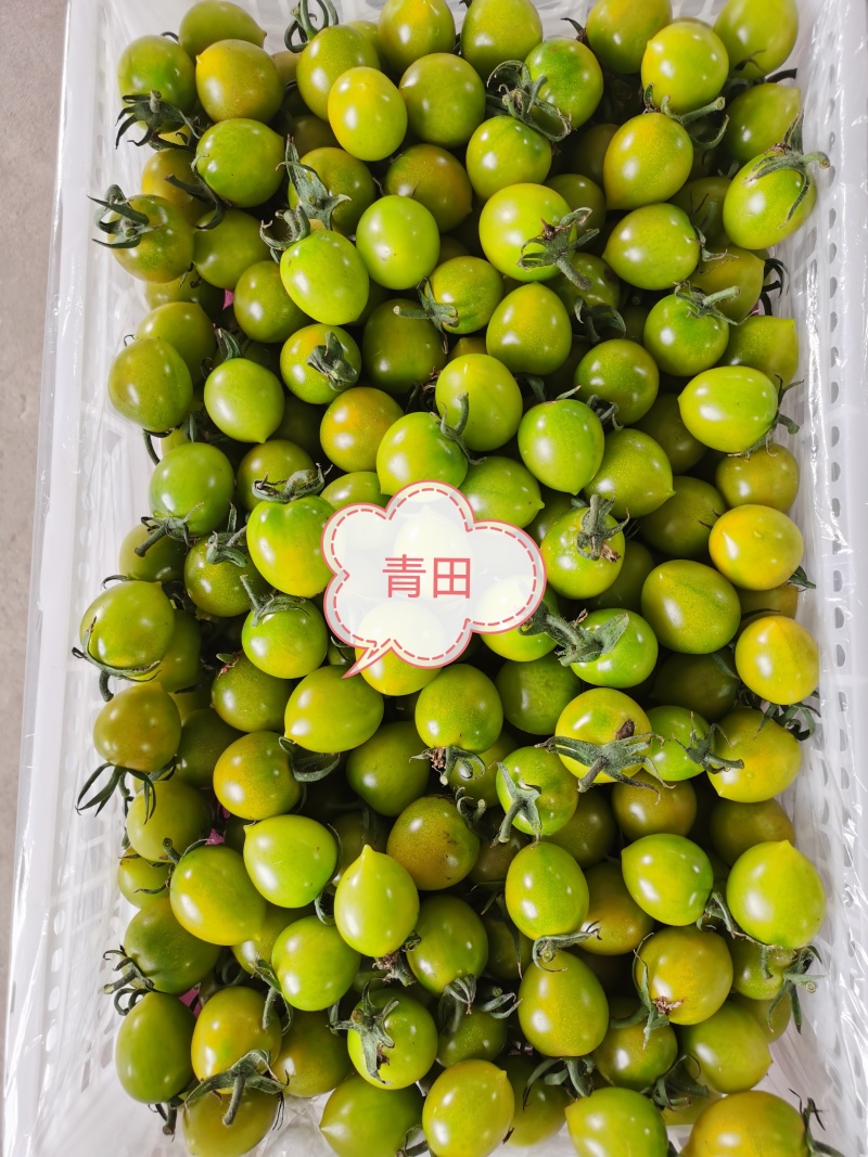 各品类新鲜小柿子，口感佳，质量好，基地直发