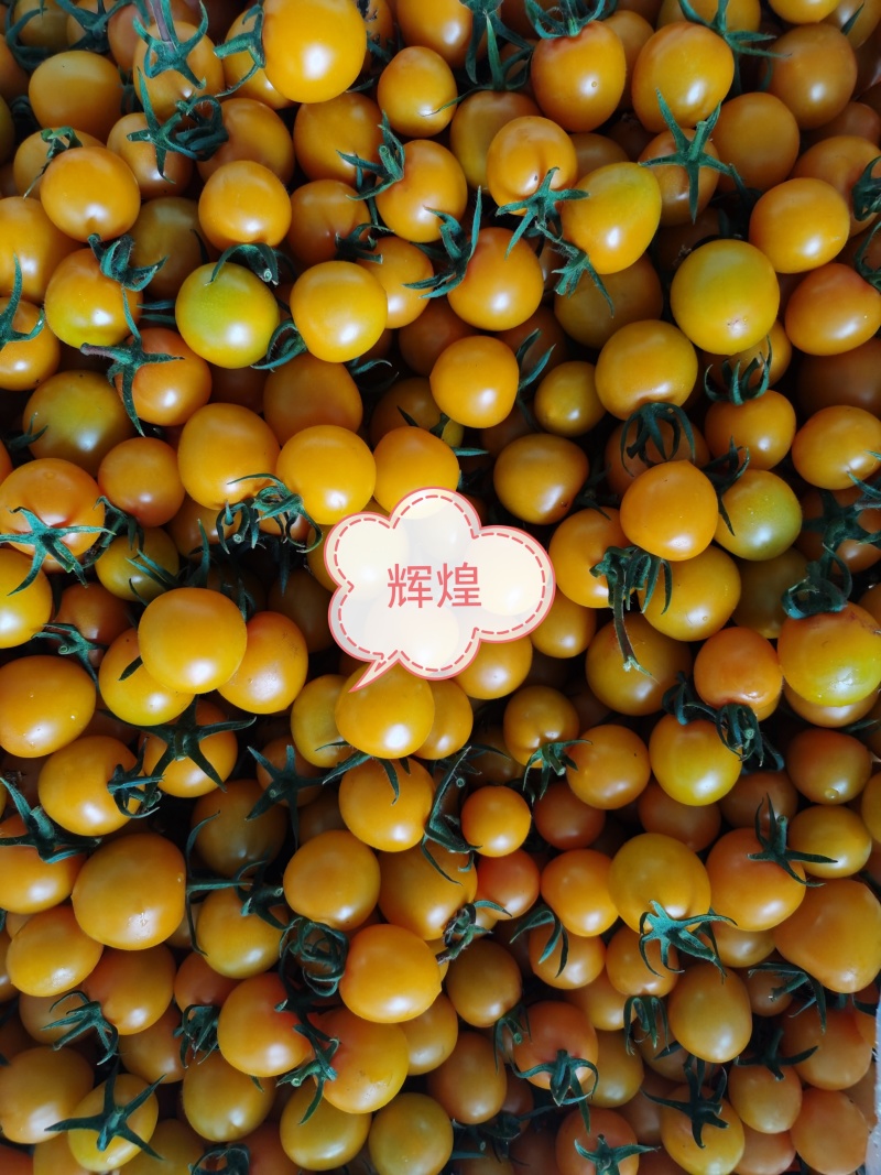 各品类新鲜小柿子，口感佳，质量好，基地直发