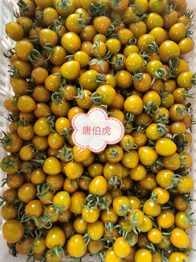 各品类新鲜小柿子，口感佳，质量好，基地直发
