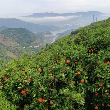 湖北省宜昌市秭归脐橙大量上市，纯甜，无干水，现场直发