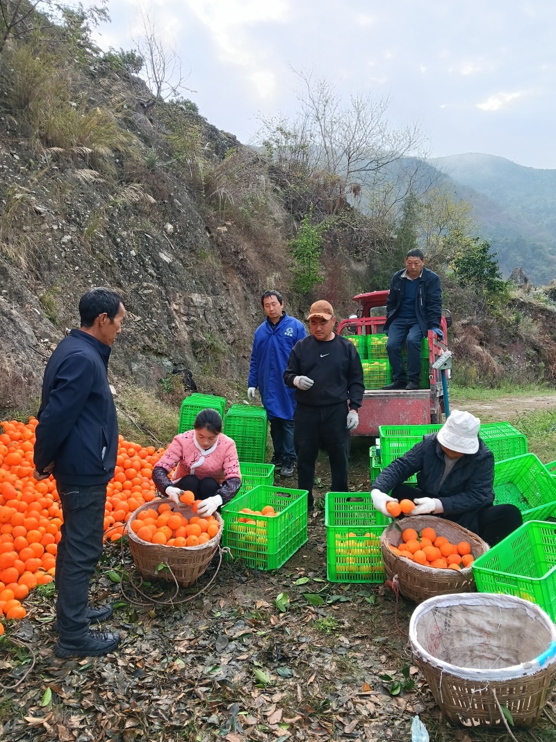 湖北省宜昌市秭归脐橙大量上市，纯甜，无干水，现场直发