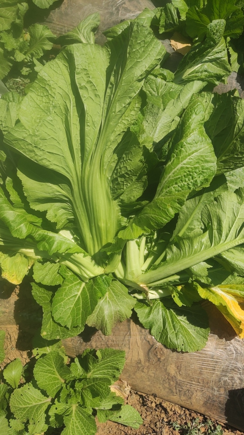青菜