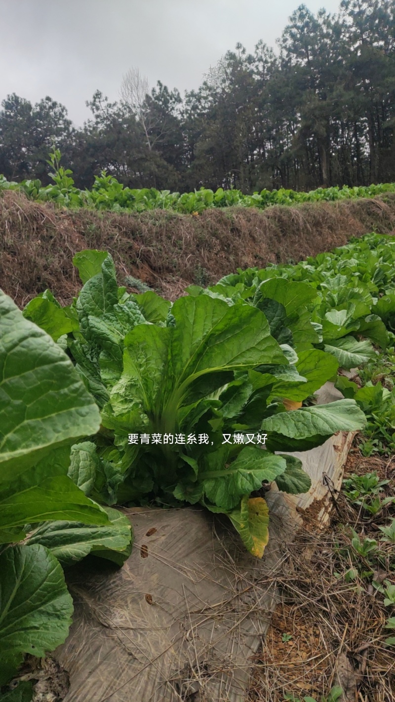 青菜