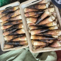 临安精品鲜笋