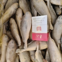 东海黄花鱼规格6-8，4-6，