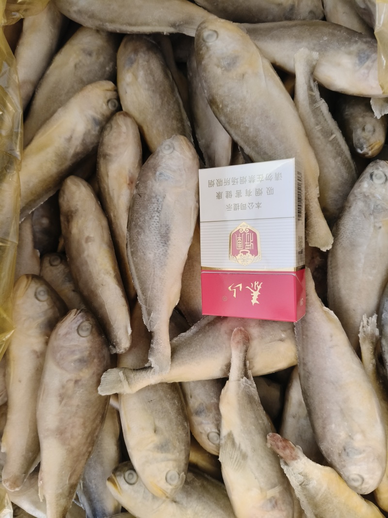 东海黄花鱼规格6-8，4-6，