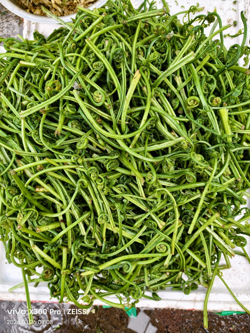 地地道道的山里面的蕨菜