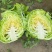 【宣甘蓝】手感菜大手感菜**宣甘蓝湖北产地两千亩