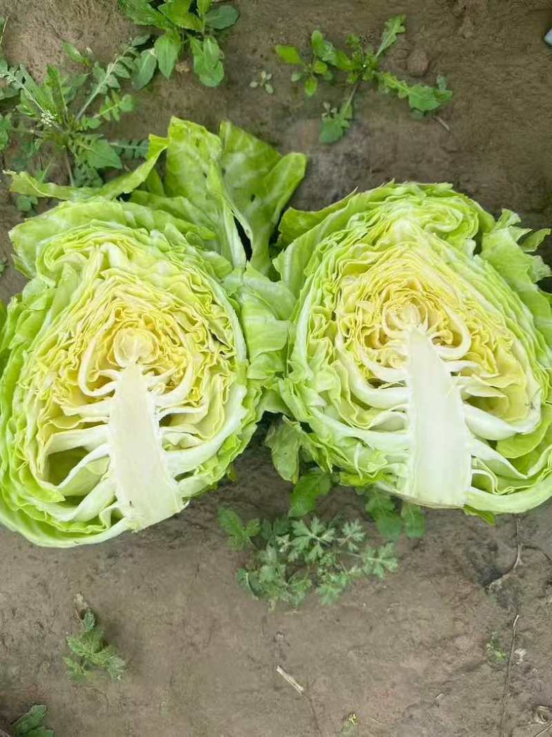 【宣甘蓝】手感菜大手感菜**宣甘蓝湖北产地两千亩