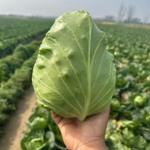 【宣甘蓝】手感菜大手感菜**宣甘蓝湖北产地两千亩